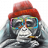 zawr